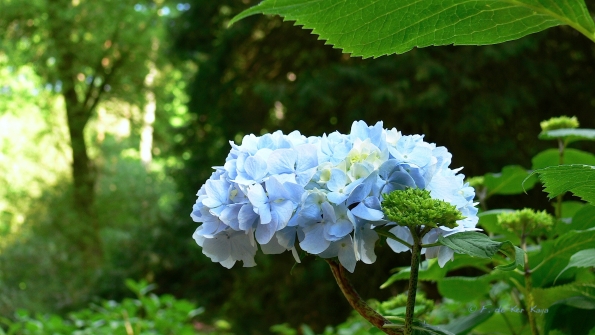 Bois des Moutiers (34) Juin 2012